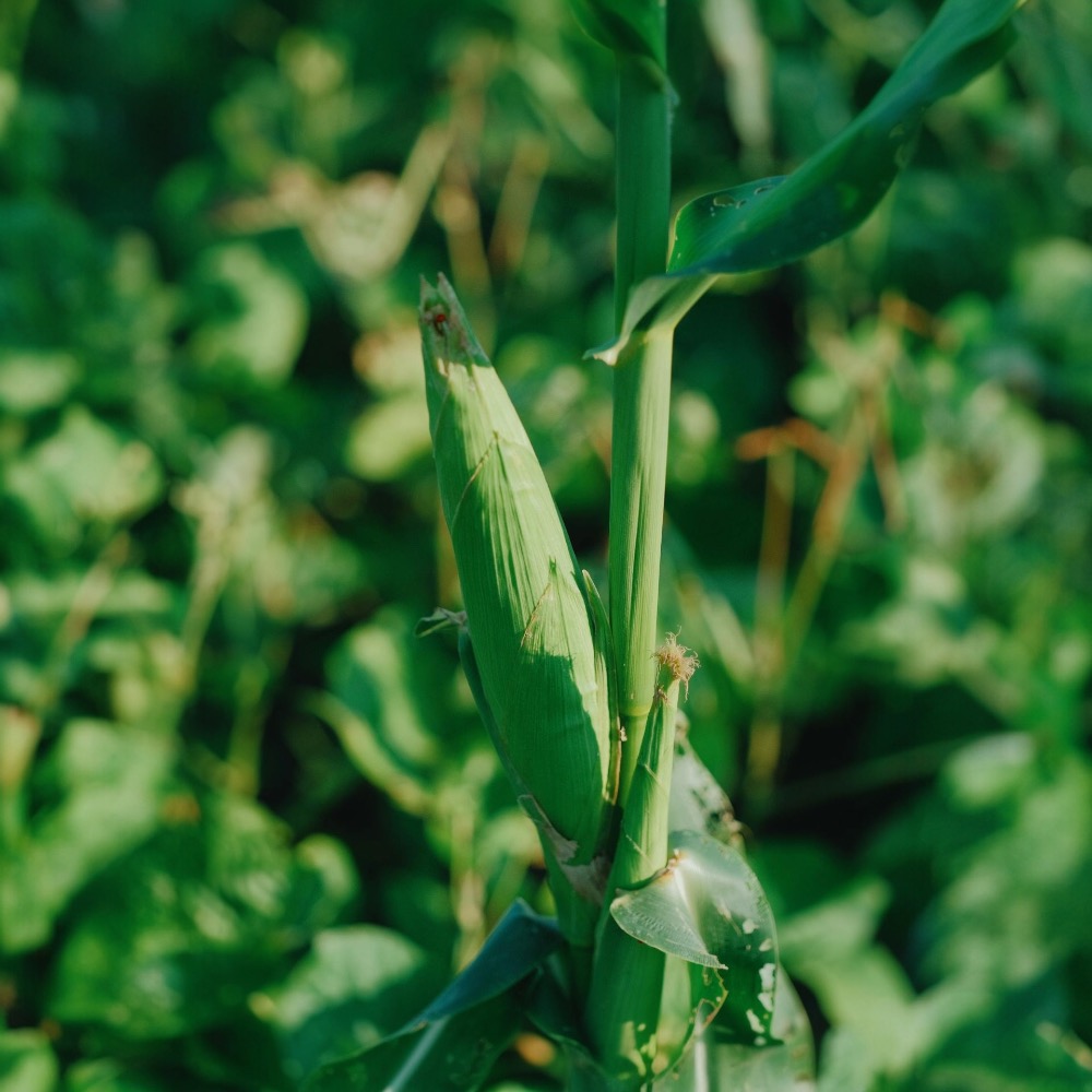 Material matters for sustainability